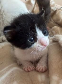 Freya, Lua, Tom und Kai (Mutter mit ihren Kitten)