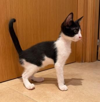Tom