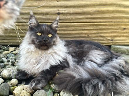 4 Monaten Reinrassige Maine Coon ab sofort mit Stammbaum