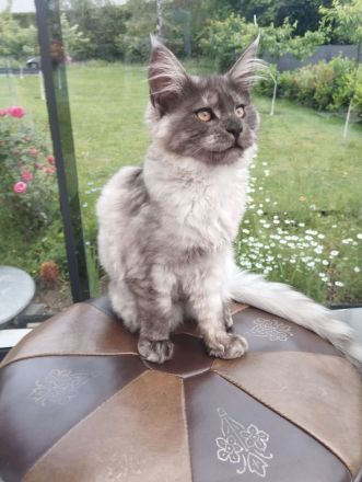 4 Monaten Reinrassige Maine Coon ab sofort mit Stammbaum