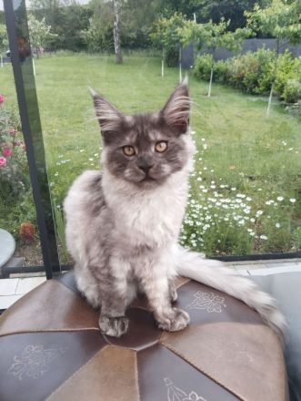 4 Monaten Reinrassige Maine Coon ab sofort mit Stammbaum