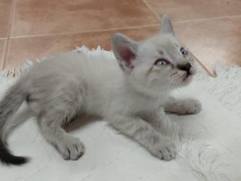 Athena, Merida, Aphrodite, Artemis und Apollo