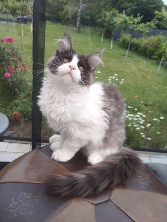 Maine Coon ab sofort