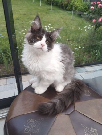 Maine Coon ab sofort