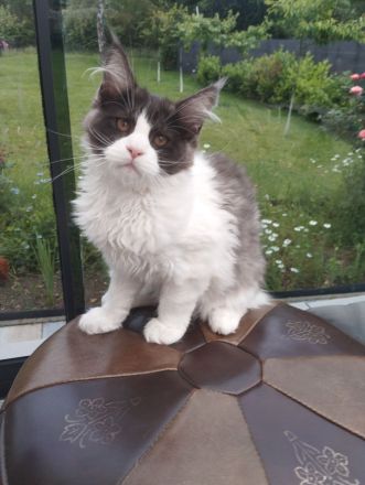 Maine Coon ab sofort