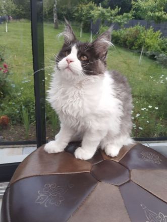 Maine Coon ab sofort