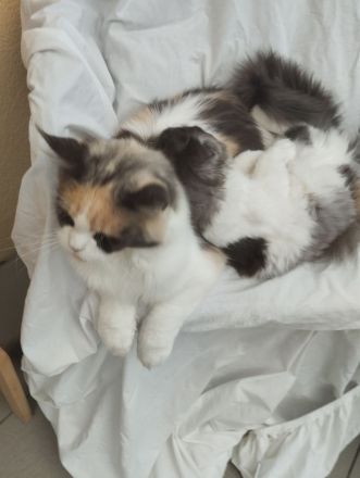Kitten Maine Coon mit Stammbaum sofort umziehen können