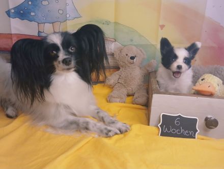 Papillon Rüde Welpe tricolor *23.04.2026 VDH / FCI Zucht sucht noch ab Juli ein Zuhause