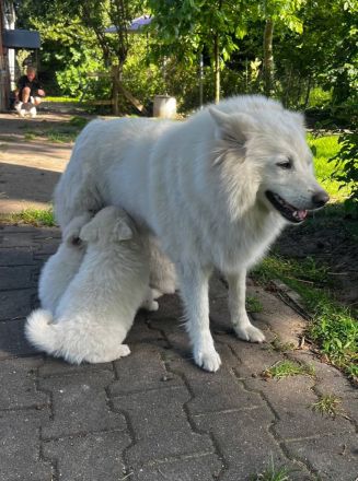 Deutsche Großspitz Welpen abzugeben