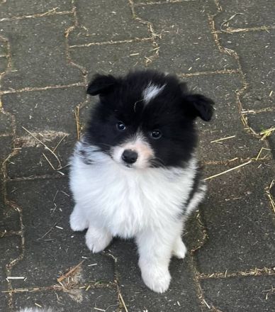 Deutsche Großspitz Welpen abzugeben