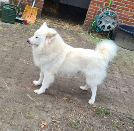 Deutsche Großspitz Welpen abzugeben