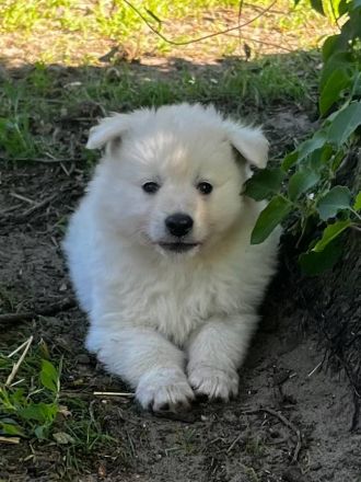 Deutsche Großspitz Welpen abzugeben