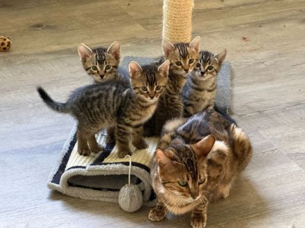 Bengal Mix