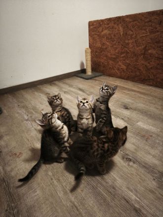 Bengal Mix