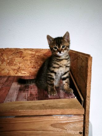 Bengal Mix