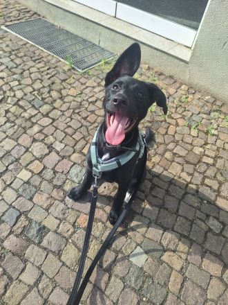 Labrador Schäferhund Welpe
