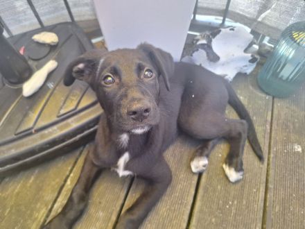 Labrador Schäferhund Welpe