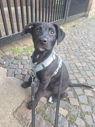 Labrador Schäferhund Welpe