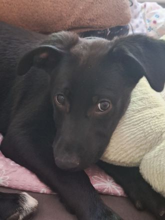 Labrador Schäferhund Welpe