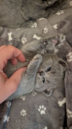 British shorthair blue