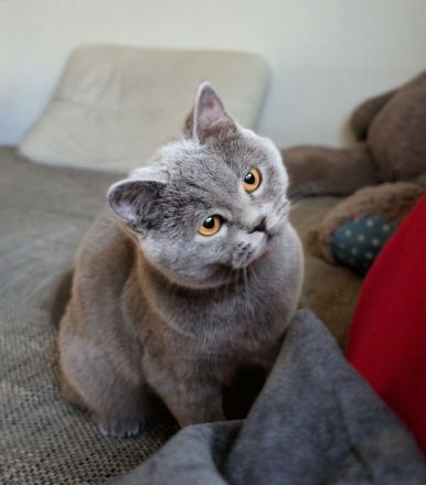 British shorthair blue