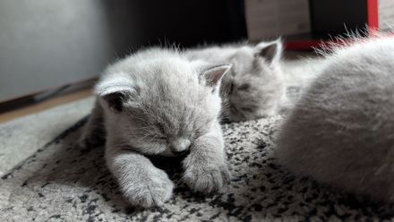 British shorthair blue
