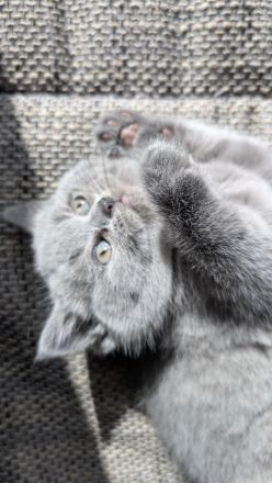 British shorthair blue