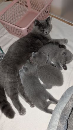 British shorthair blue