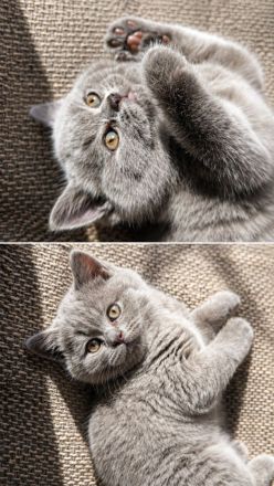 British shorthair blue
