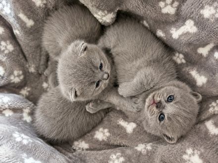 British shorthair blue