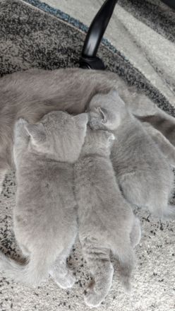 British shorthair blue
