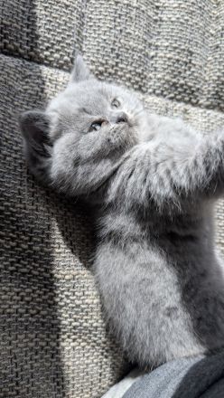 British shorthair blue