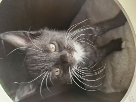 Süsse verspielte Katzenbabys
