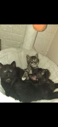 Süsse verspielte Katzenbabys