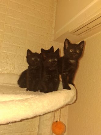 Süsse verspielte Katzenbabys