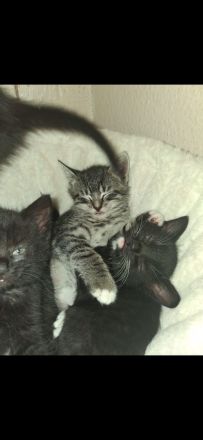 Süsse verspielte Katzenbabys