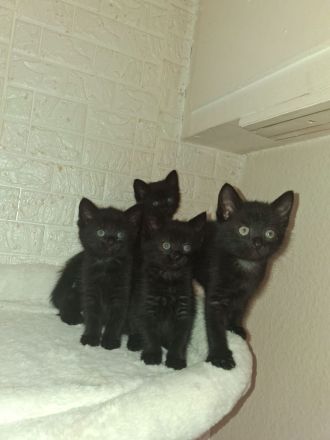 Süsse verspielte Katzenbabys