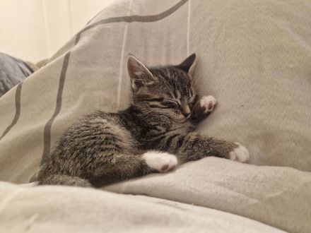 Süsse verspielte Katzenbabys