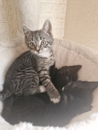 Süsse verspielte Katzenbabys