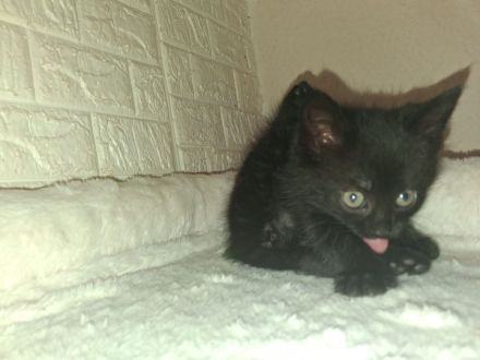 Süsse verspielte Katzenbabys