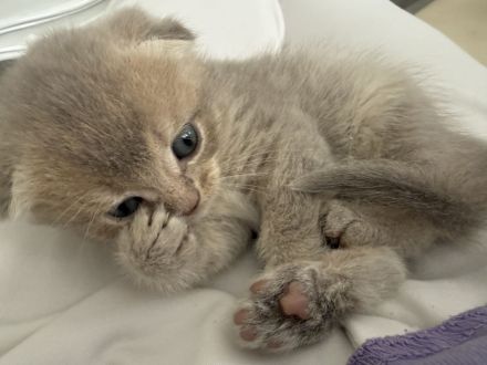 Kitten Katzen