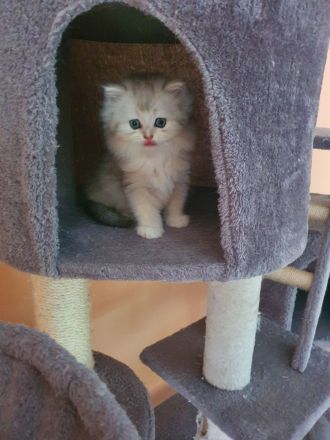 Ragdoll kitten blauäugig reinrassig männlich rot/weiß & weiblich grau/weiß