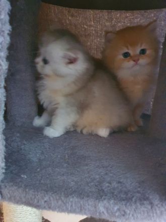 Ragdoll kitten blauäugig reinrassig männlich rot/weiß & weiblich grau/weiß
