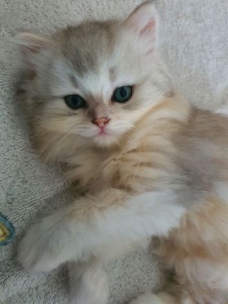 Ragdoll kitten blauäugig reinrassig männlich rot/weiß & weiblich grau/weiß