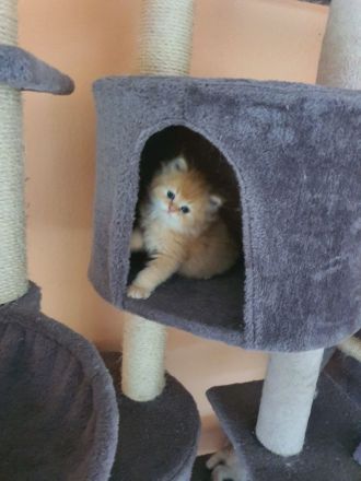 Ragdoll kitten blauäugig reinrassig männlich rot/weiß & weiblich grau/weiß