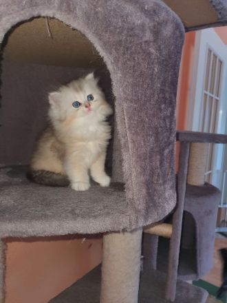 Ragdoll kitten blauäugig reinrassig männlich rot/weiß & weiblich grau/weiß