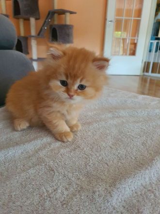 Ragdoll kitten blauäugig reinrassig männlich rot/weiß & weiblich grau/weiß