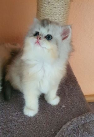 Ragdoll kitten blauäugig reinrassig männlich rot/weiß & weiblich grau/weiß