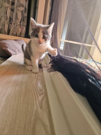 Katzen Kitten  2 Mädchen