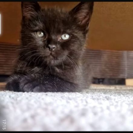 Katzen Kitten 1 Mädchen